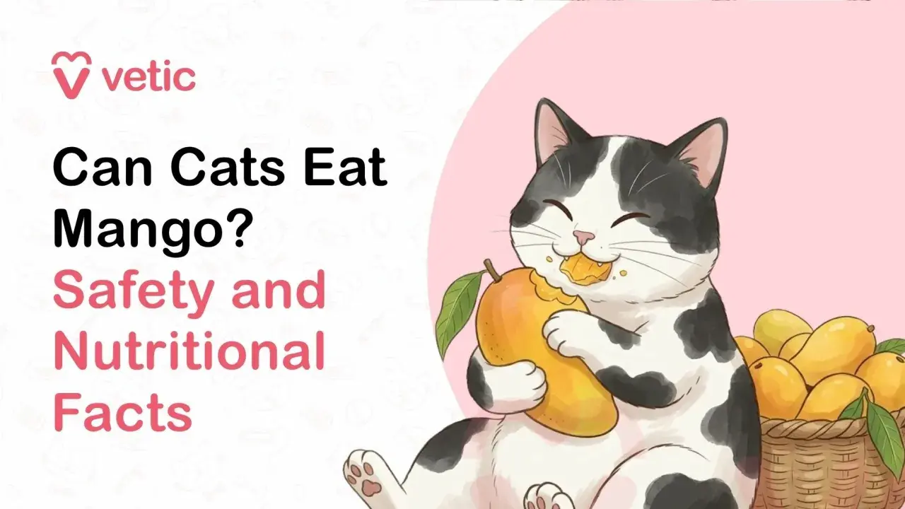 A happy cat enjoys a juicy mango, prompting the question: can cats have mango? Learn about safety and nutrition.
