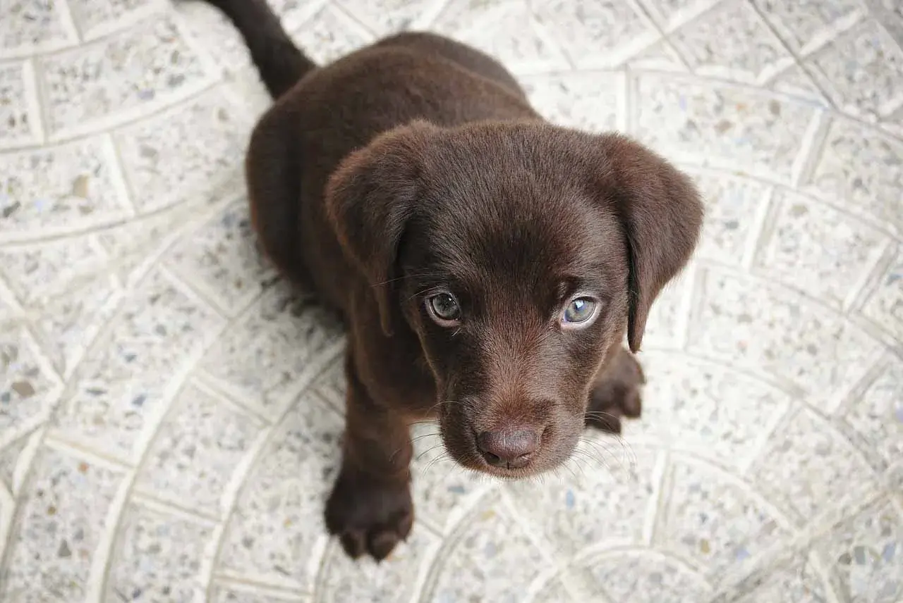 Uroczy, brązowy szczeniak labradora patrzy w obiektyw. Czy wiesz, że psy potrafią rozpoznawać ludzkie emocje? Oto ciekawostki o psach!