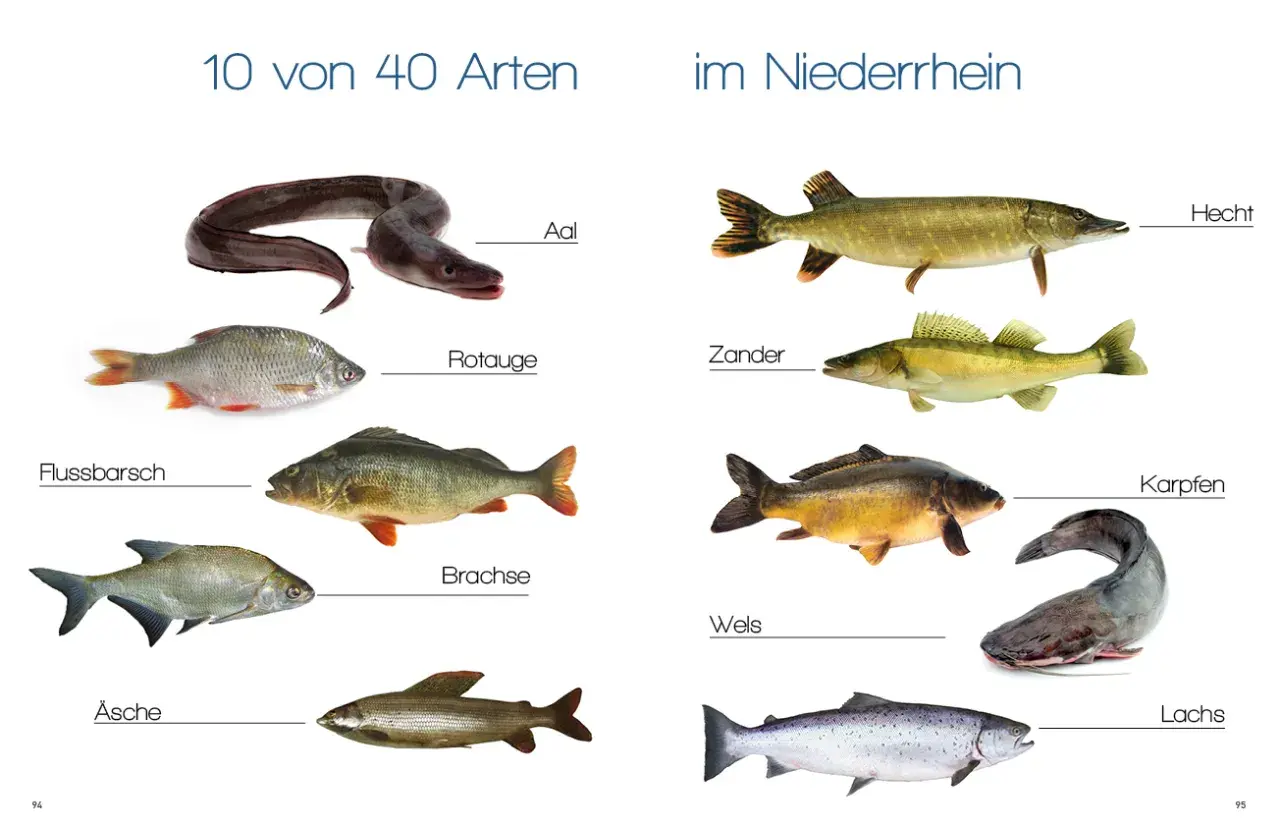 Vielfalt im Niederrhein: Aal, Rotauge, Flussbarsch, Brachse, Äsche, Hecht, Zander, Karpfen, Wels und Lachs – zehn von 40 Arten von Fischen im Rhein.