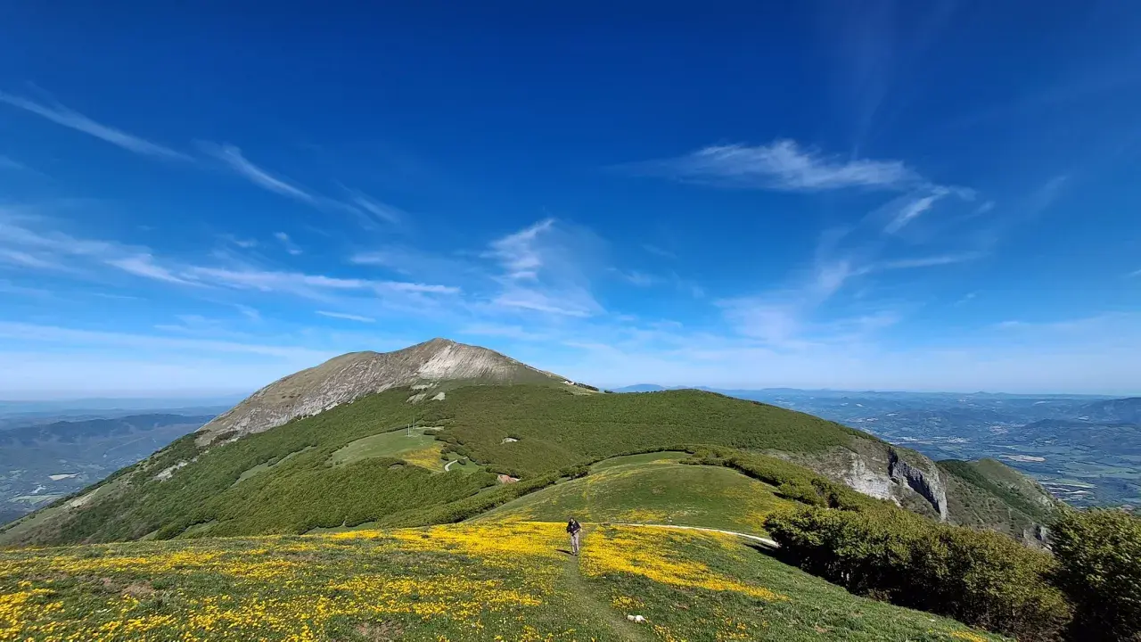 Sentiero fiorito sul Monte Catria, cosa vedere: un paesaggio mozzafiato con un escursionista e il suo cane tra i prati gialli e il verde lussureggiante.