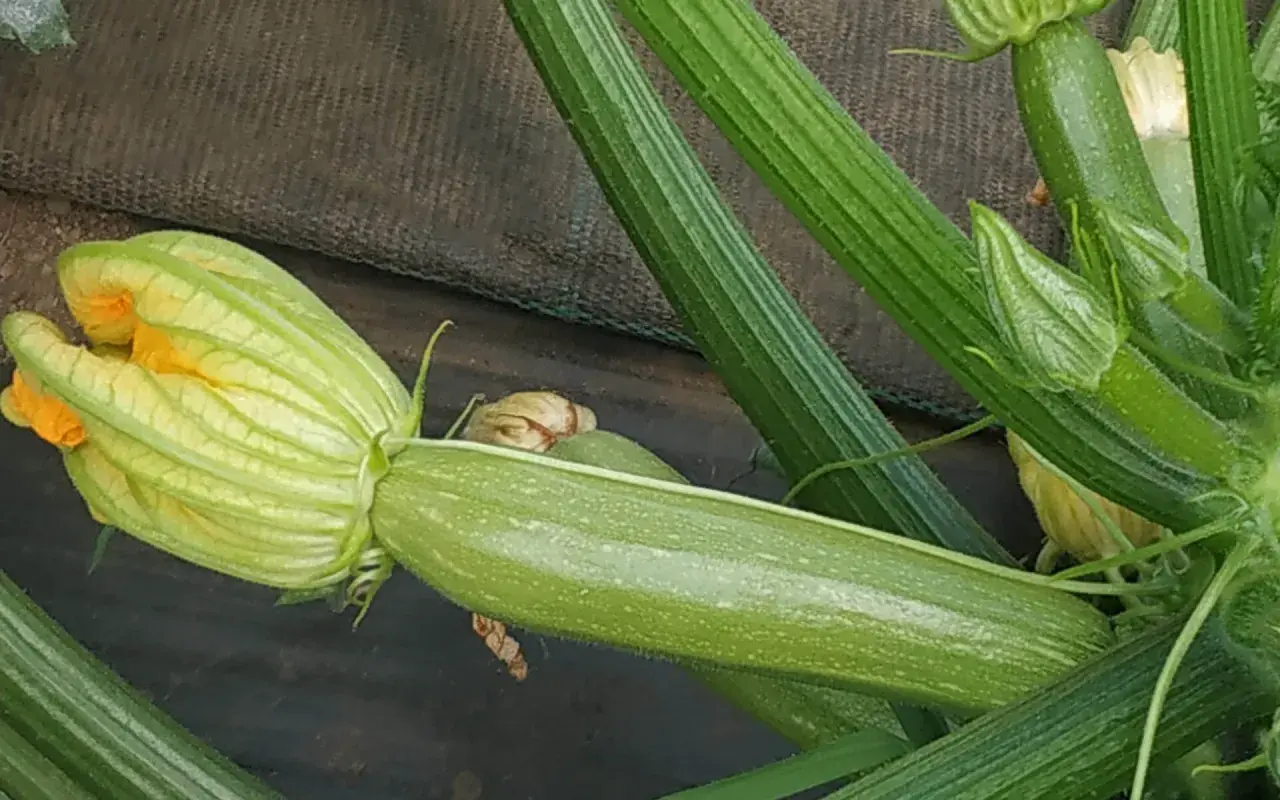 Un fiore giallo di zucchina si apre su un frutto verde, mostrando la varietà di tipi di zucchine in crescita.