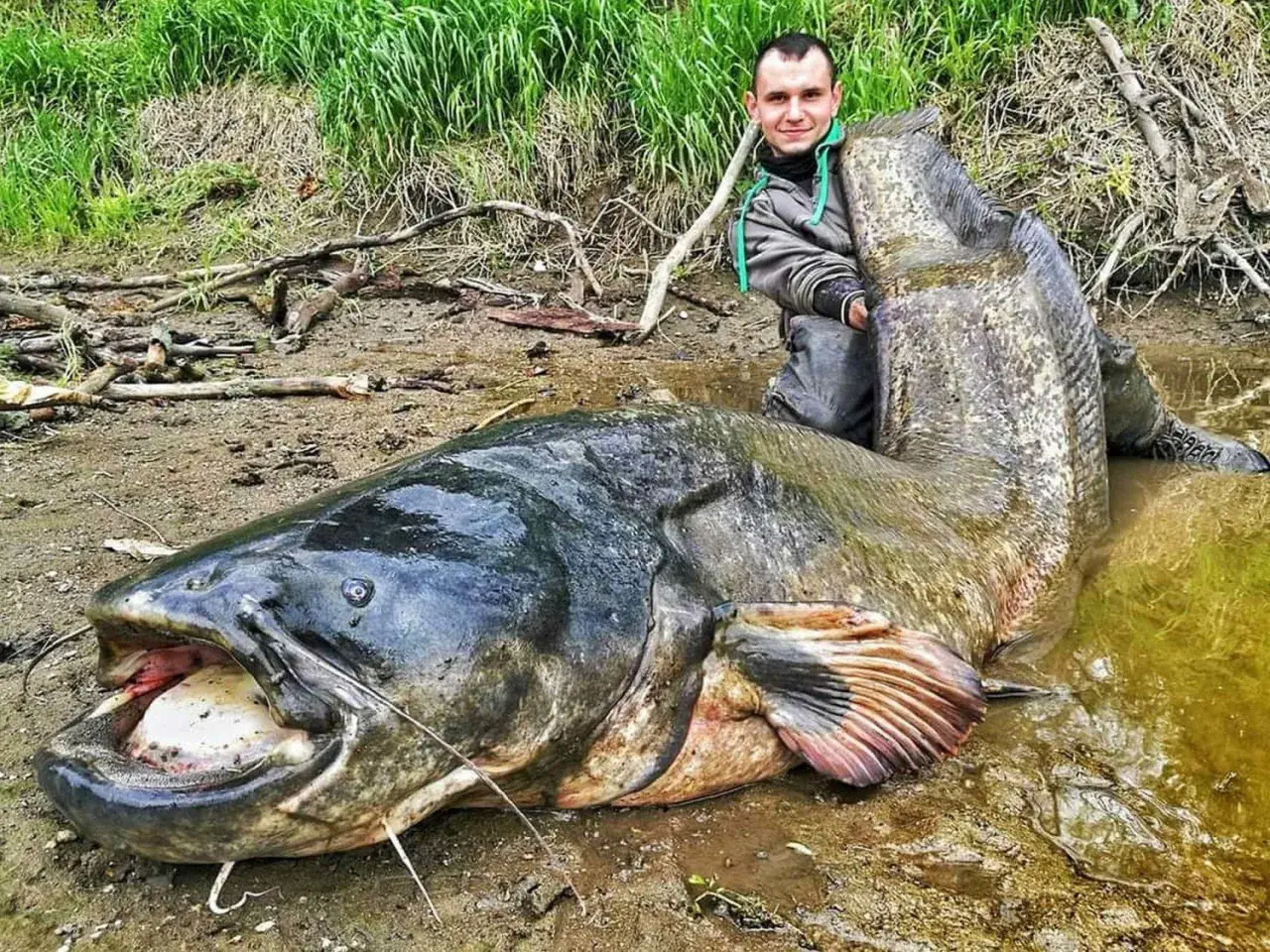 Wędkarz z ogromnym sumem. Zastanawiasz się, ile lat żyją sumy? Ten okaz z pewnością jest imponujący!