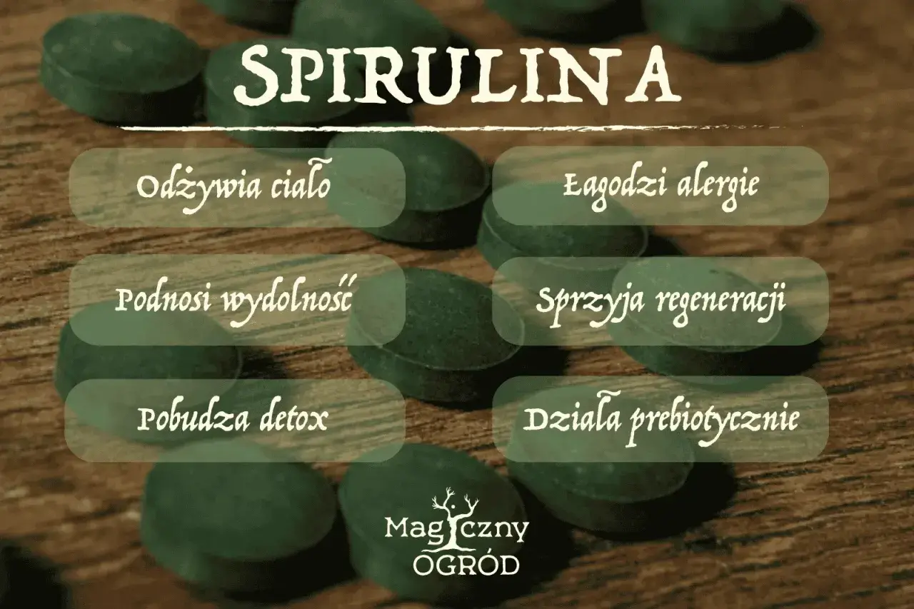 Spirulina co to? Odżywia ciało, łagodzi alergie, podnosi wydolność, sprzyja regeneracji, pobudza detox i działa prebiotycznie.