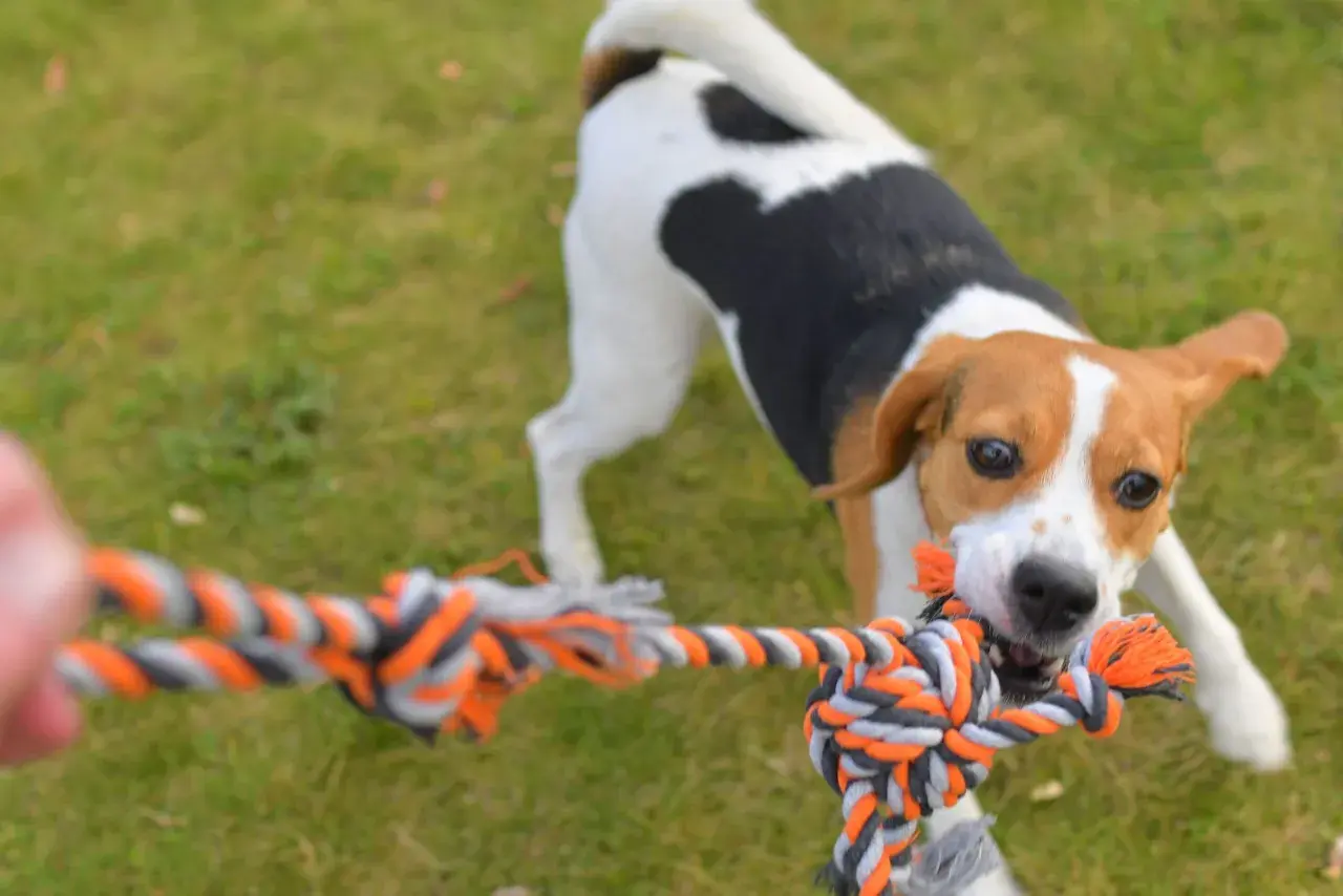 Ein Hund aus Beibringen zieht energisch an einem Tau.