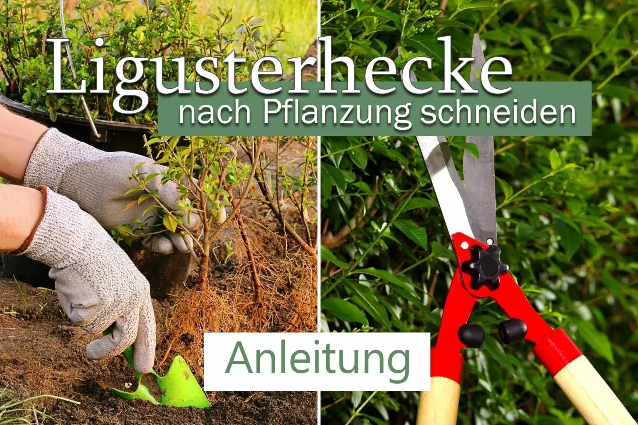 Gartenarbeit: Ligusterhecke nach Pflanzung schneiden. Hände mit Handschuhen pflanzen junge Ligusterpflanzen. Heckenschere im Einsatz. Anleitung.