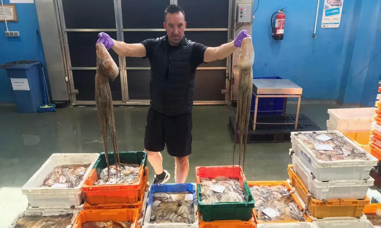 Hombre muestra dos pulpos grandes, celebrando la temporada pulpo. Cajas llenas de pulpos y calamares esperan en el muelle.