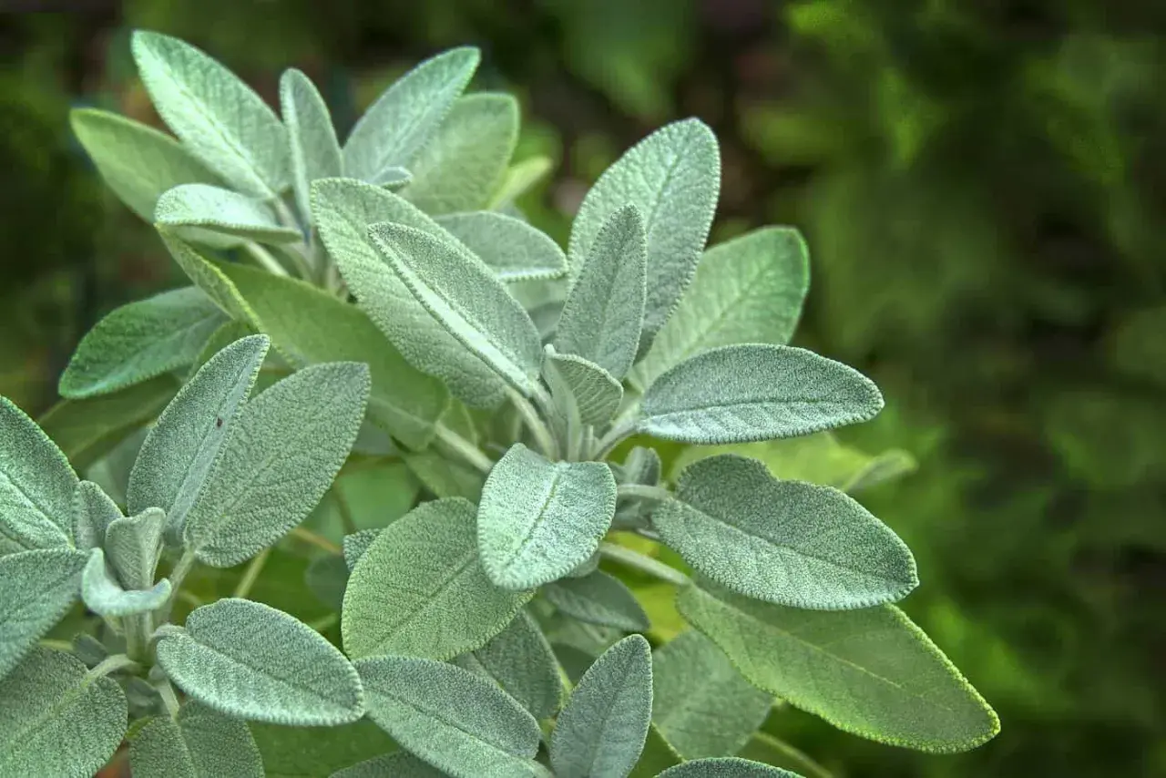 En närbild av en salviaplanta med sina karaktäristiska, sammetslena blad. Perfekt för dig som vill odla salvia i din trädgård.