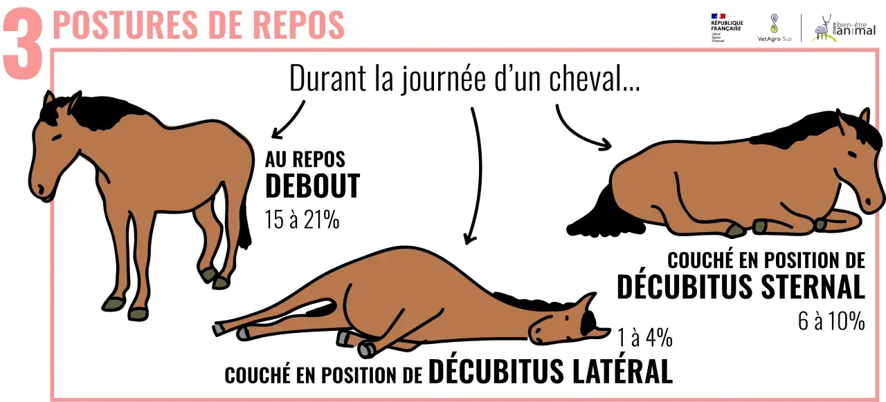 Un cheval peut-il vivre seul ? L'image montre un cheval au repos debout, couché sur le sternum et couché sur le flanc, illustrant ses différentes postures de repos durant la journée.