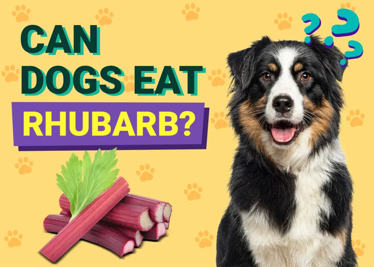 A dog sits next to rhubarb stalks and leaves with question marks above its head.