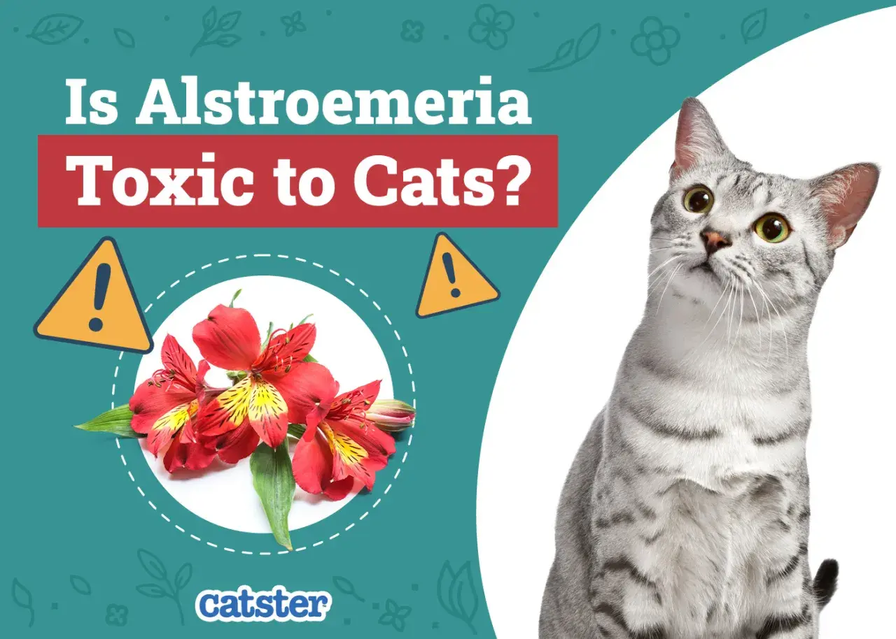 A curious cat looks up, while red alstroemeria flowers are shown with a warning sign, asking if alstroemeria is toxic to cats.