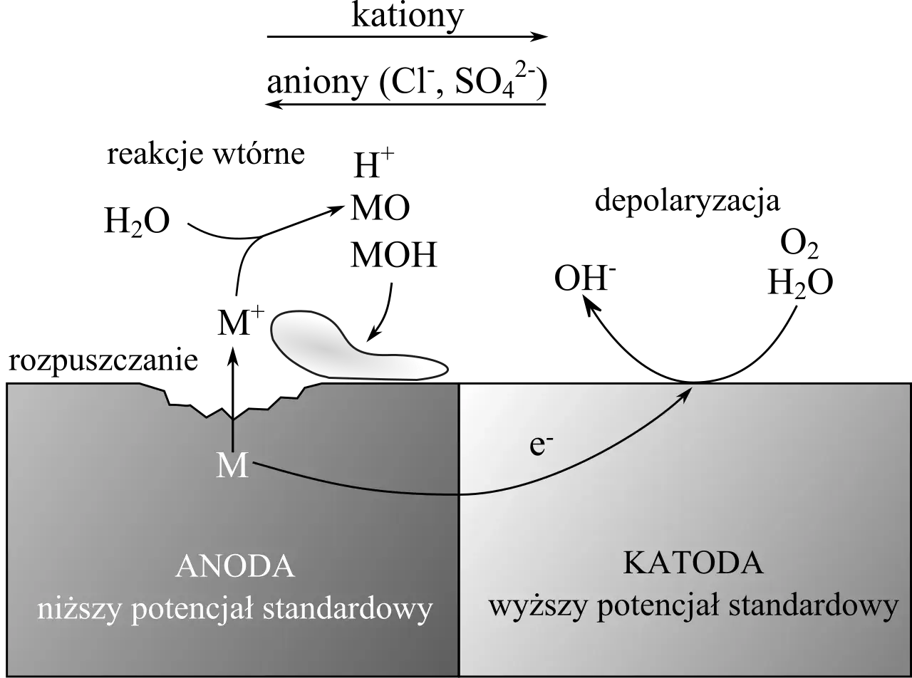 Schemat przedstawia proces korozji elektrochemicznej metalu. Anoda (niższy potencjał) ulega rozpuszczaniu, a elektrony migrują do katody (wyższy potencjał), gdzie zachodzi depolaryzacja.