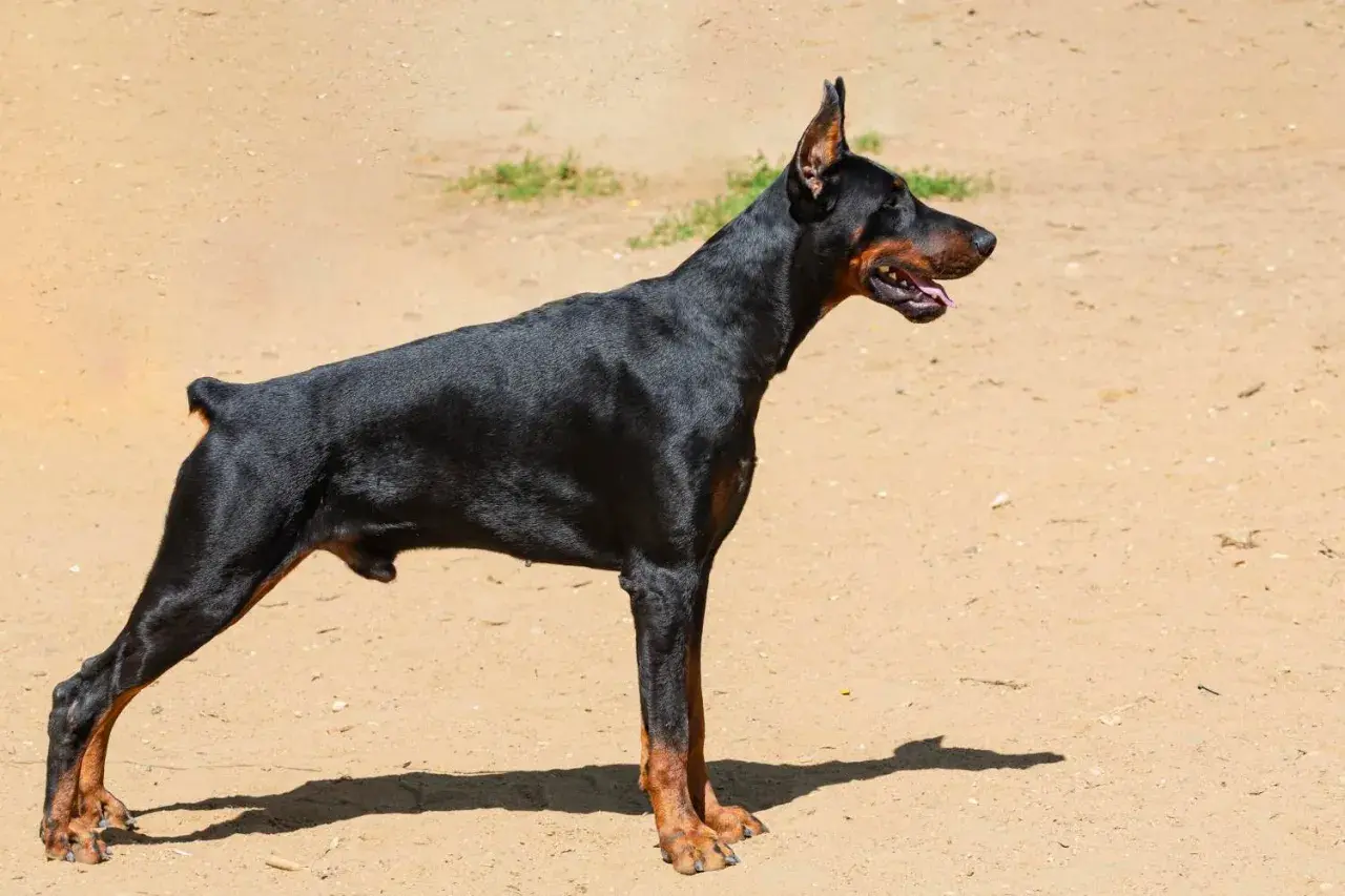 Czarny doberman z podniesionymi uszami stoi na piaszczystym podłożu.