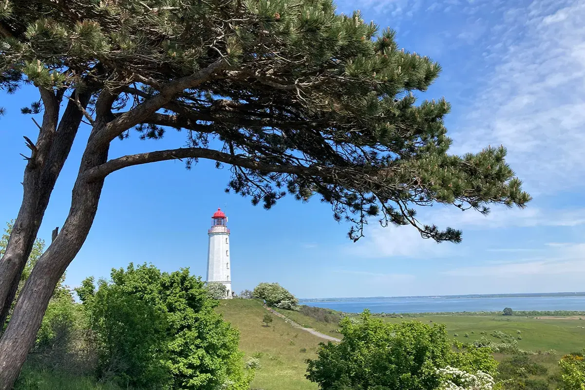 Ein Leuchtturm auf einer autofreien Ostseeinsel, umrahmt von einem Baum. Grüne Hügel und das Meer im Hintergrund.