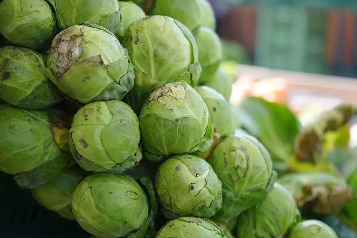 Un mucchio di freschi cavoletti di Bruxelles verdi, pronti per essere cucinati.