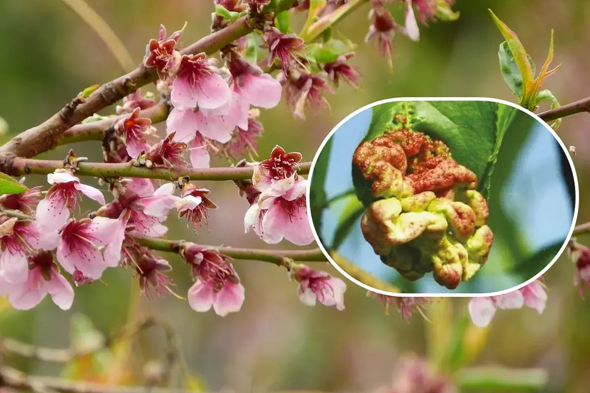 Fiori di pesco in primavera e un dettaglio di una foglia colpita dalla bolla del pesco, evidenziando la necessità di trattamenti invernali.