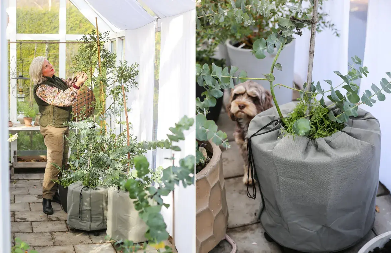 Hanna Wendelbo pysslar i växthuset med sina eukalyptusplantor. En hund tittar nyfiket på.