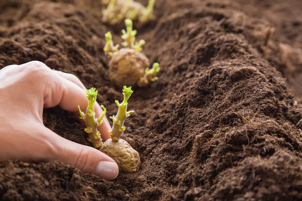 Mano che interra patate germogliate nel terreno. Scopri i trucchi per coltivare le patate e ottenere un ottimo raccolto.
