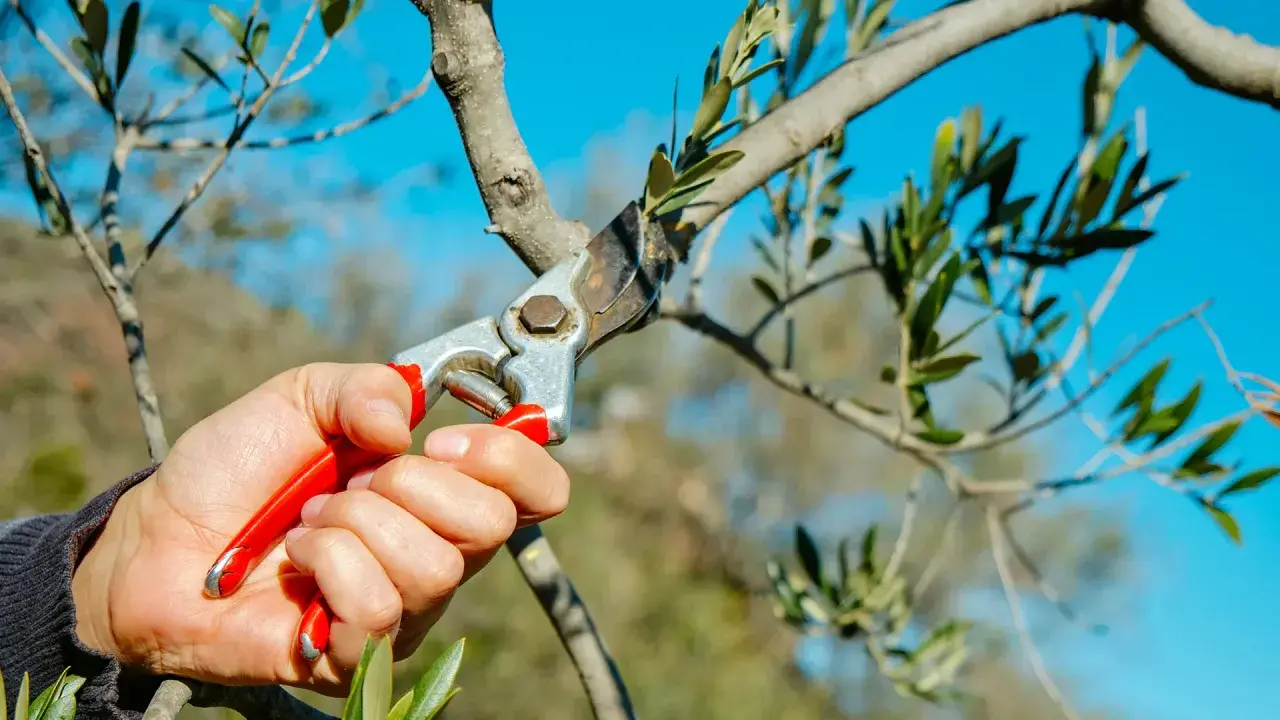 Hand mit roter Gartenschere schneidet Ast eines Olivenbaums. Der blaue Himmel bildet den Hintergrund.