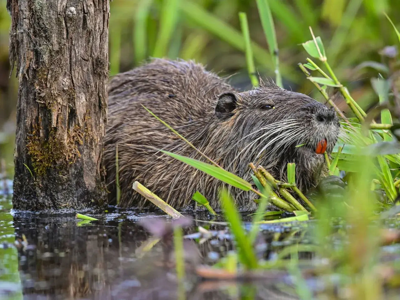 Ein Nutria-Tier mit seinen charakteristischen orangefarbenen Schneidezähnen frisst im Schilf.