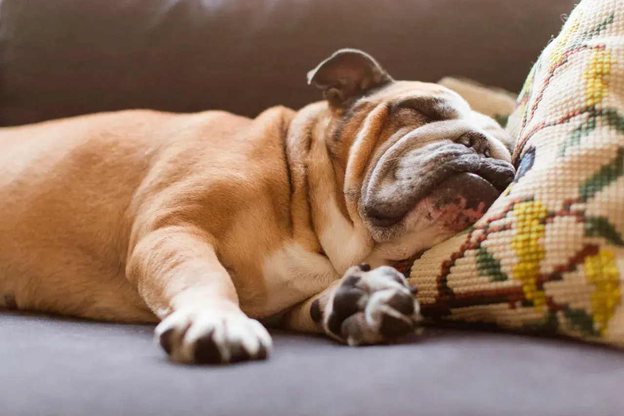 A sleeping bulldog dreams, its paws twitching. Do dogs have nightmares? This one seems peaceful, nestled on a patterned pillow.