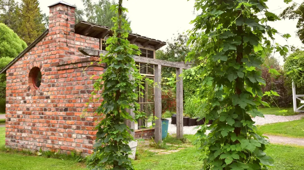 En vacker tegelbyggnad med en rund fönsteröppning, omgiven av frodig grönska där det är lätt att odla humle.