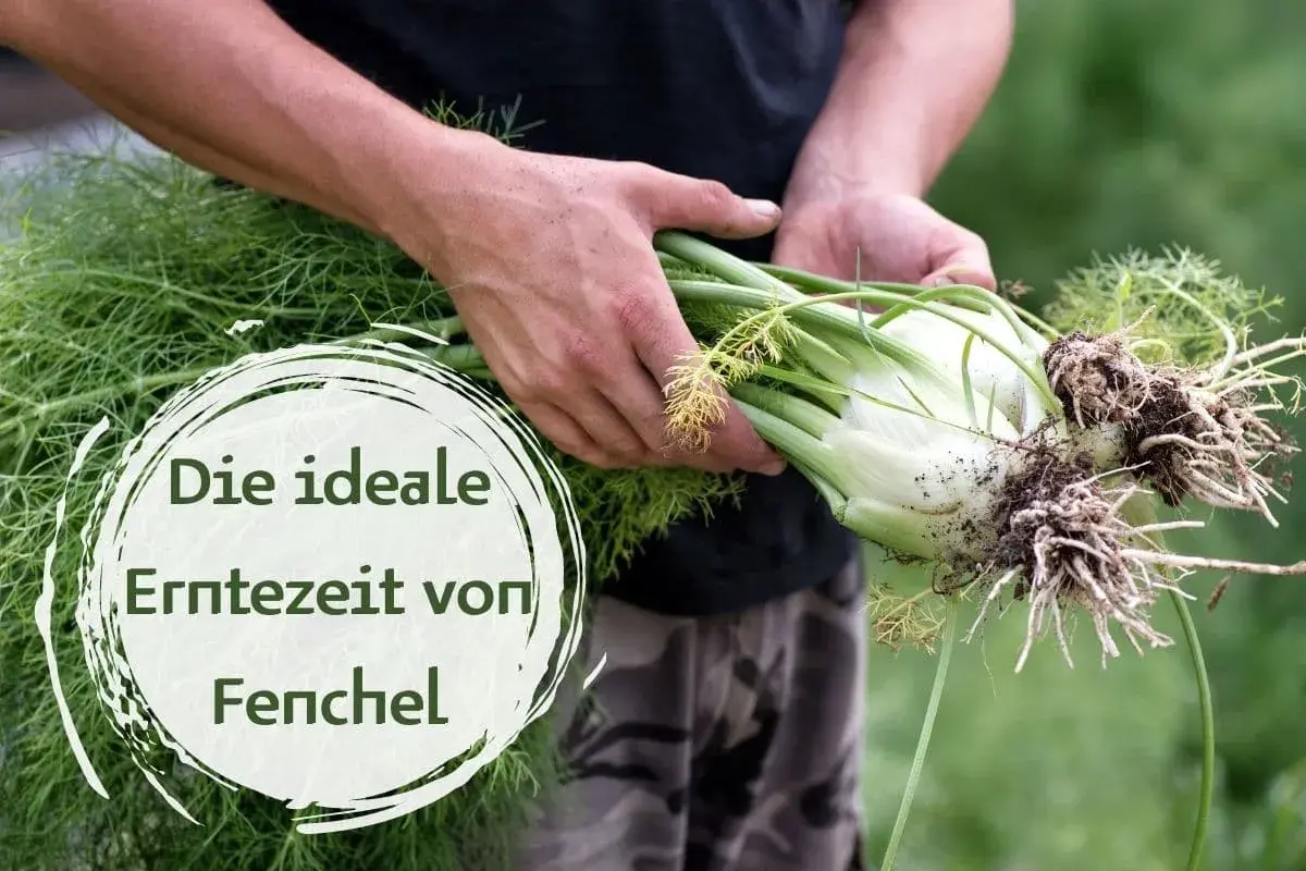 Hände halten frisch geernteten Fenchel mit Wurzeln. Die ideale Erntezeit von Fenchel ist jetzt.