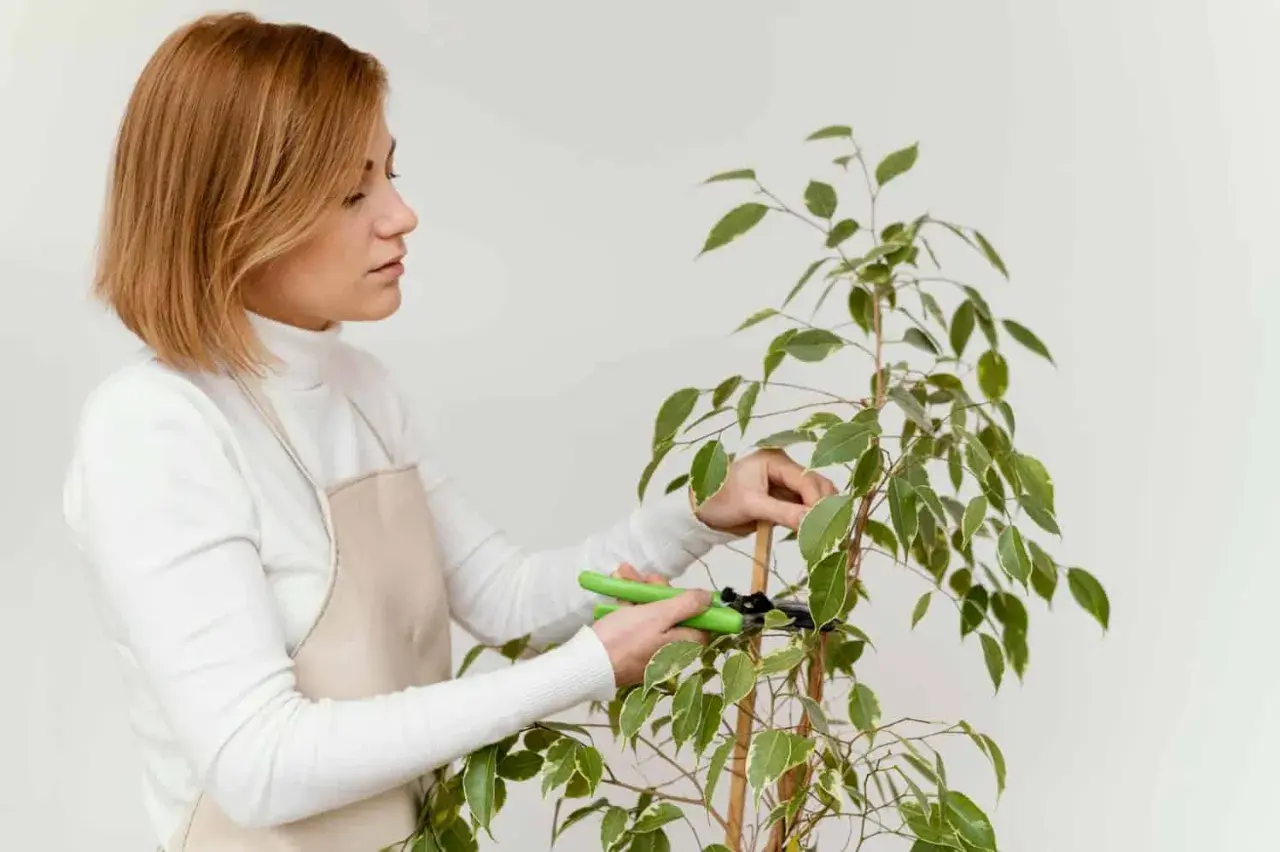 Une femme apprend comment tailler un ficus, en utilisant des cisailles vertes pour élaguer délicatement ses branches.