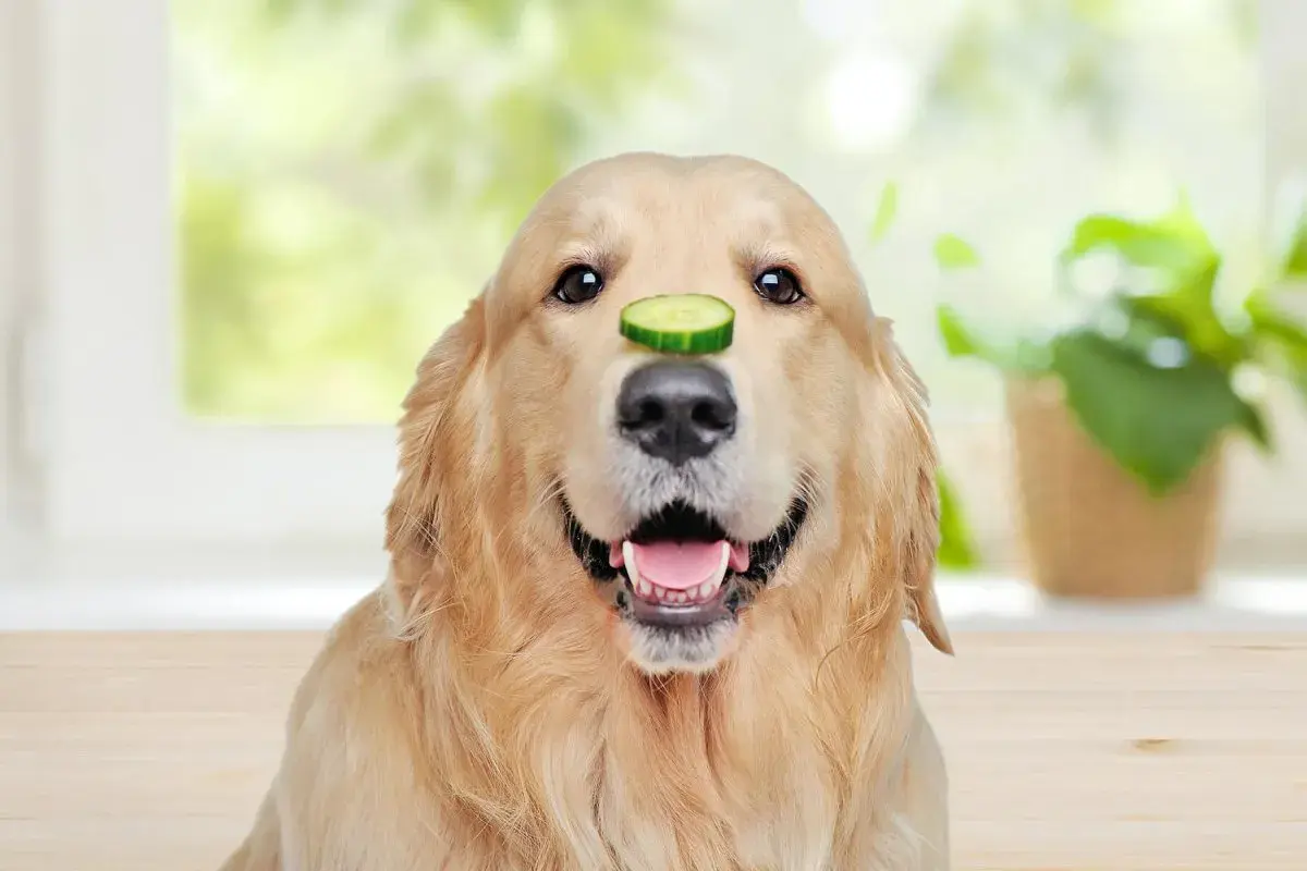 Ein goldener Retriever-Hund mit einer Gurkenscheibe auf der Nase.