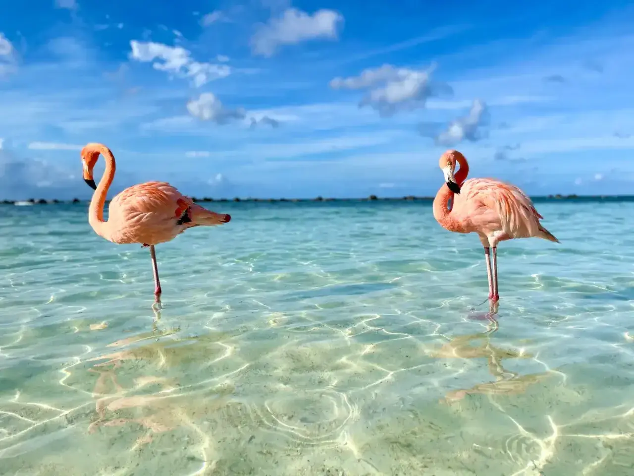 Zwei Flamingos im kristallklaren Wasser vor Aruba. Perfekt für die **Aruba beste Reisezeit**!