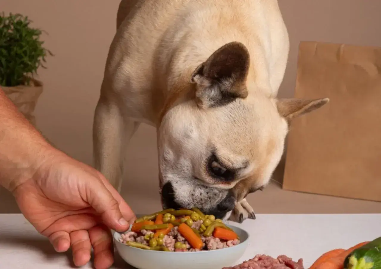 Ein Hund frisst aus einem Napf mit Erbsen, Karotten und Hackfleisch. Die Frage "darf mein Hund Erbsen essen?" wird hier positiv beantwortet.
