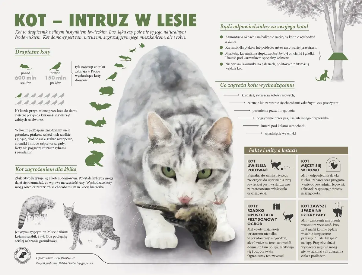 Kot domowy poluje na dzikie koty, ptaki i inne zwierzęta. W Polsce żyją żbik i ryś.