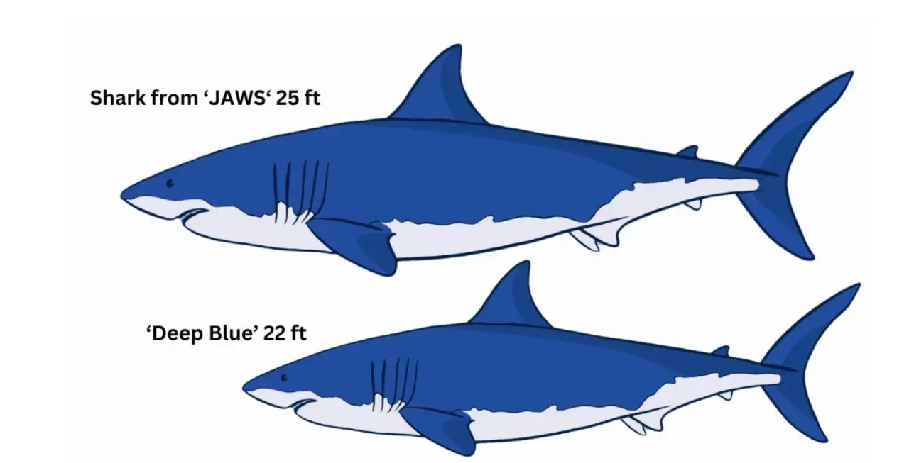 Comparación del tiburón blanco tamaño: el de JAWS (25 pies) es más grande que Deep Blue (22 pies).