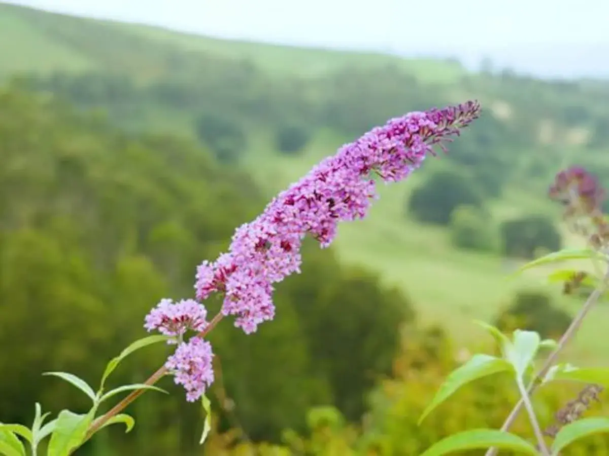 Lila Blütenrispen des Sommerflieder, einer invasiven Pflanze, vor sanften grünen Hügeln.