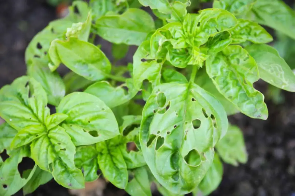 Foglie di basilico bucate, con piccoli fori che sembrano disegnati da insetti golosi.