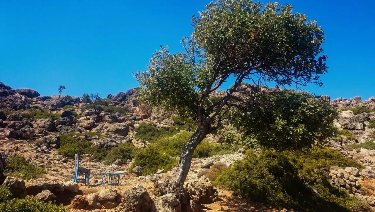 Un arbre solitaire sur une crête rocheuse en Crète, invitant à une pause lors d'une randonnée. Un siège bleu attend.