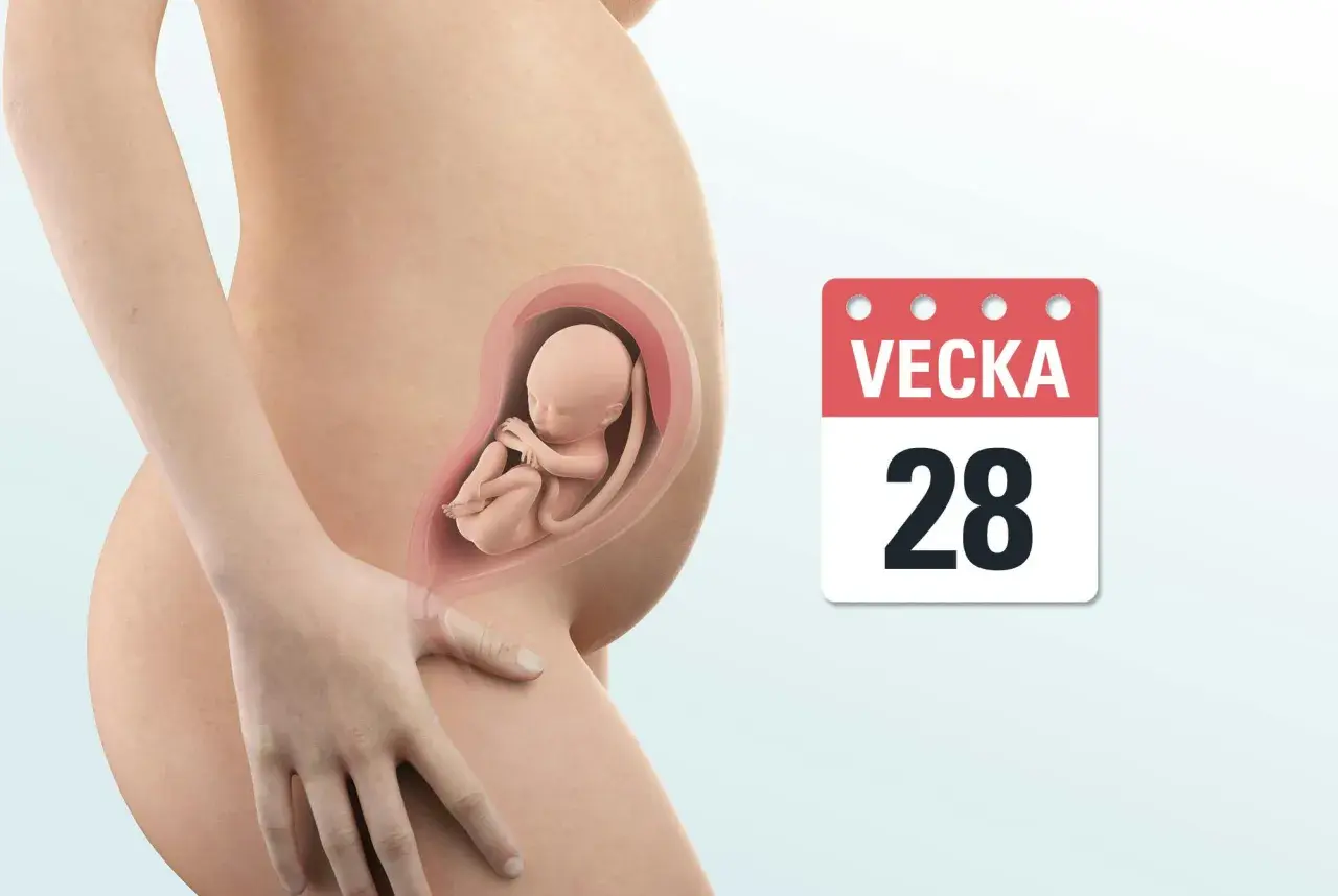 Gravid vecka 28. En bebis växer i livmodern, med en kalender som visar siffran 28.