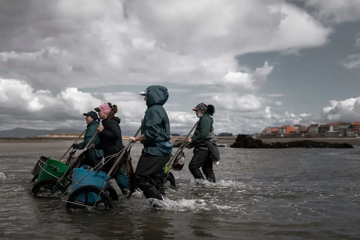 Mariscadoras gallegas, con sus carritos, caminan por el agua en busca de marisco.