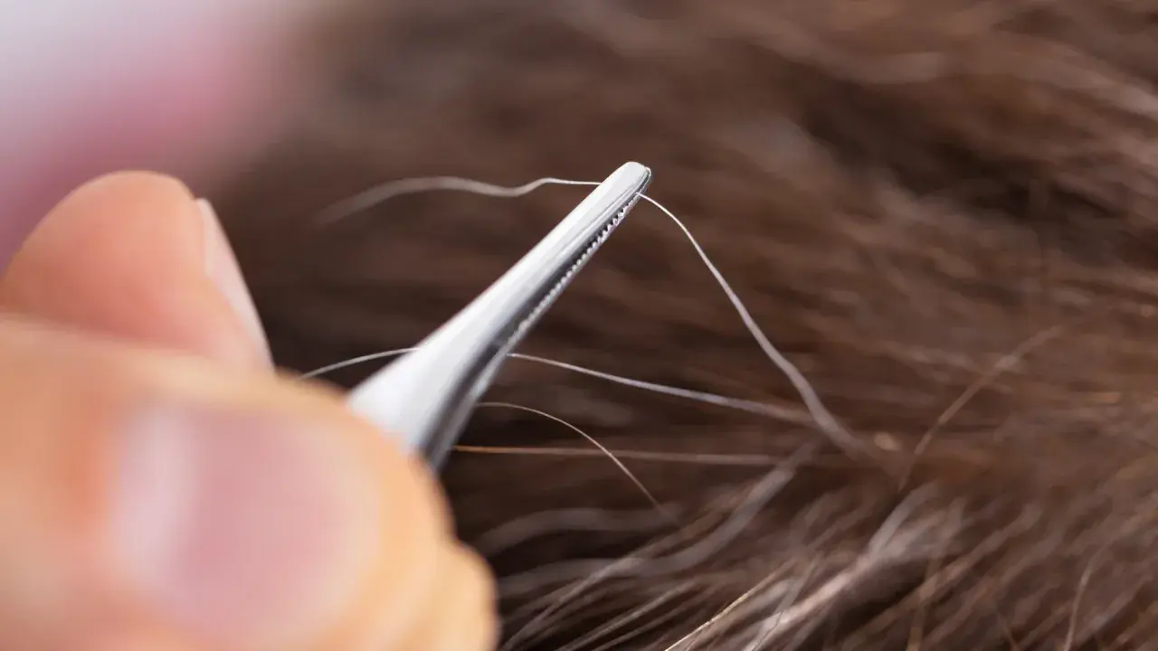 Pinzas extraen un cabello blanco, recordando el mito de que si te arrancas una cana salen más.