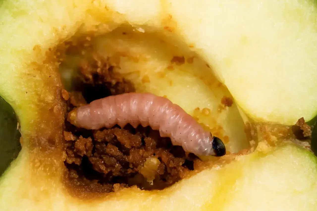 Ein rosafarbener Apfelwickler frisst sich durch einen Apfel. Diese Bilder zeigen das Innere eines Apfels mit einem Schädling.