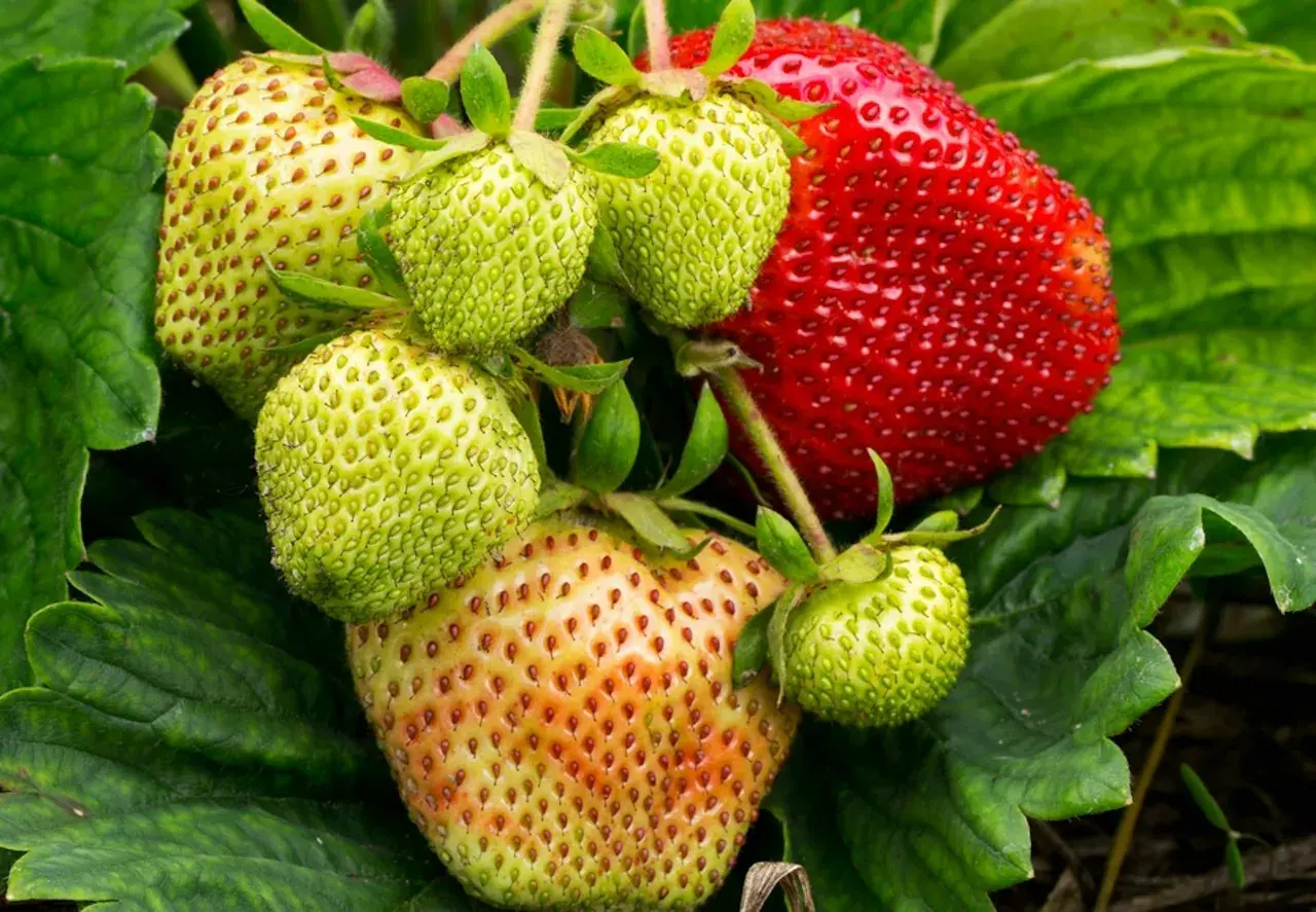 En mogen jordgubbe bland gröna, omogna bär. En härlig syn för den som ammar och längtar efter sommarens smaker.