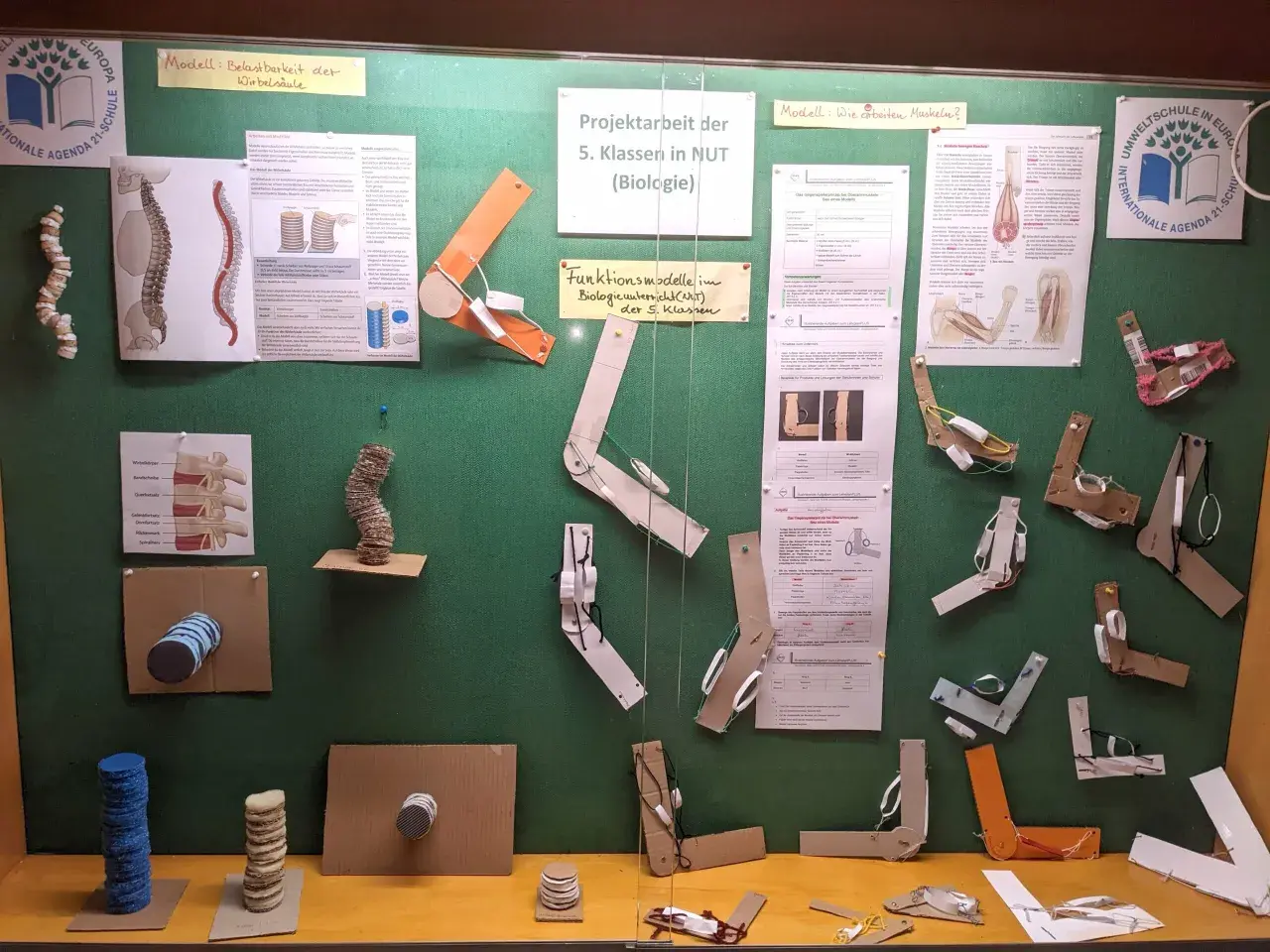 Projektorientierter Unterricht: Schüler der 5. Klasse bauen Modelle zur Biologie, z.B. zur Wirbelsäule und Muskeln.