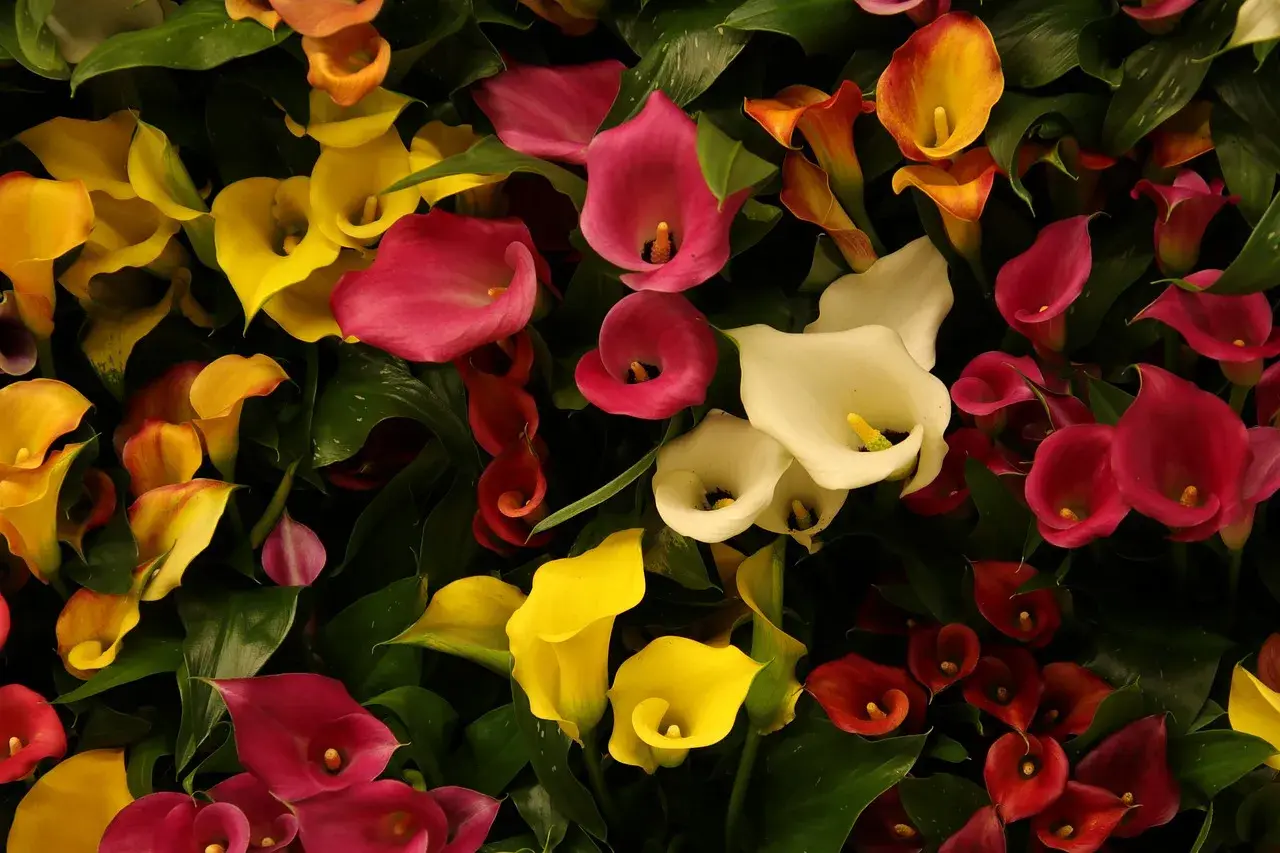 Un bouquet de lys calla aux couleurs vives : jaune, rose, blanc, rouge et orange, avec des feuilles vertes luxuriantes.