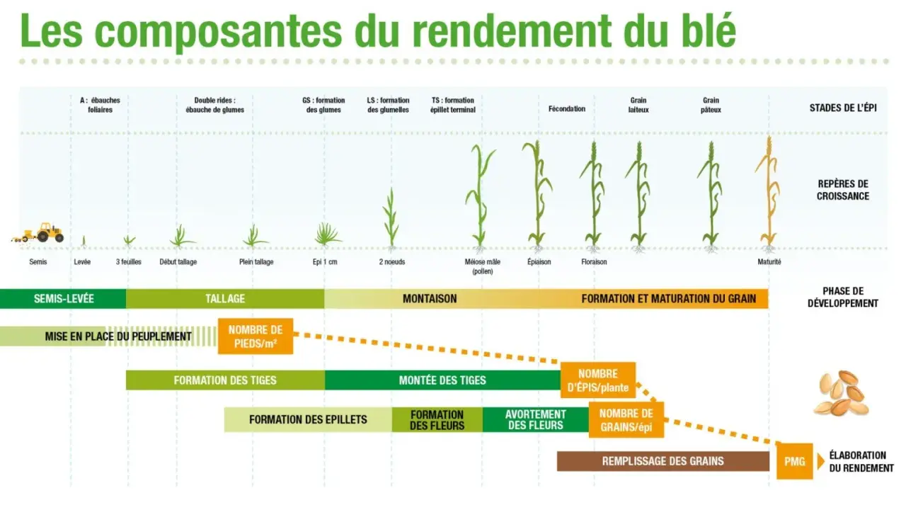Schéma illustrant les étapes de croissance du blé, de la semence à la maturité, et les facteurs influençant le rendement.