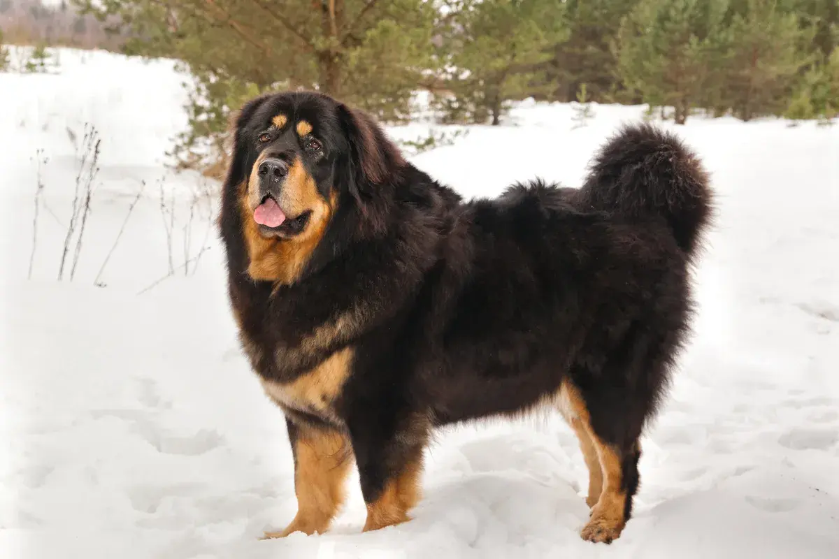 Ein majestätischer Do Khyi steht im Schnee, sein dichtes Fell schützt ihn vor der Kälte.