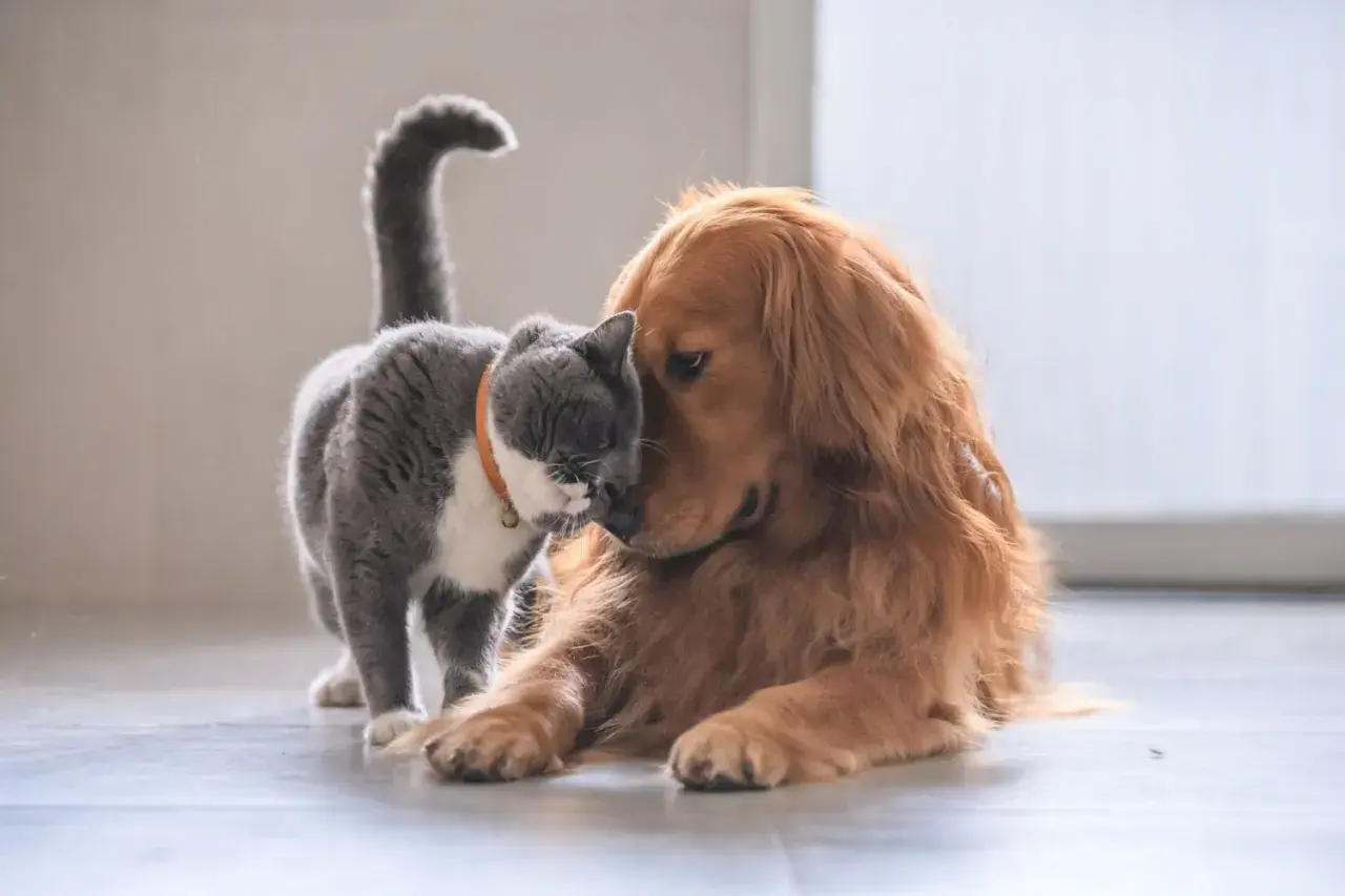 Ein süßer Hund und eine Katze kuscheln innig. Der Hund liegt entspannt, während die Katze ihn liebevoll mit der Nase berührt.
