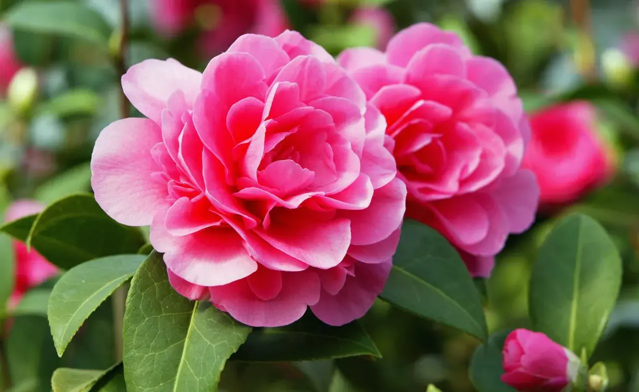 Zwei leuchtend pinke Kamelienblüten mit grünen Blättern. Ein Kamelien-Standort, der diese Schönheit hervorbringt.