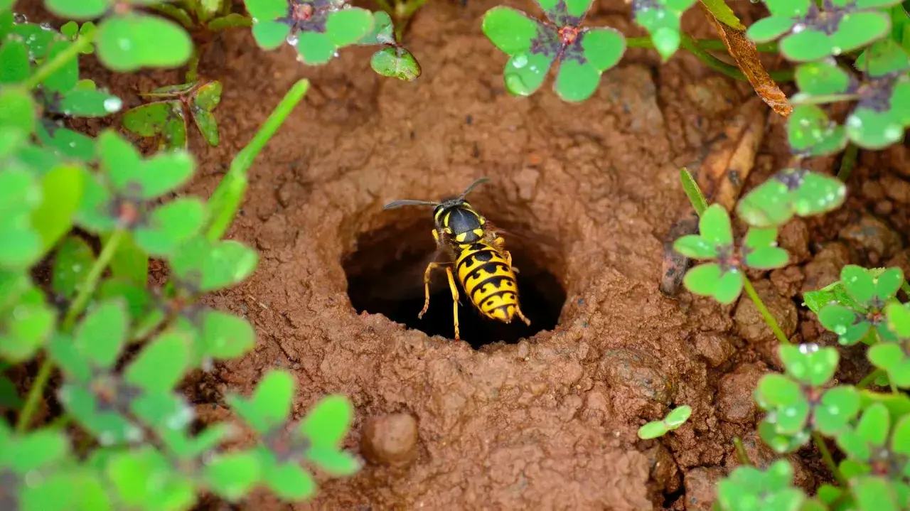 Eine Wespe verlässt ihr Nest im Erdreich. Solche Nester sind wichtig für den Wespen Naturschutz und das Ökosystem.