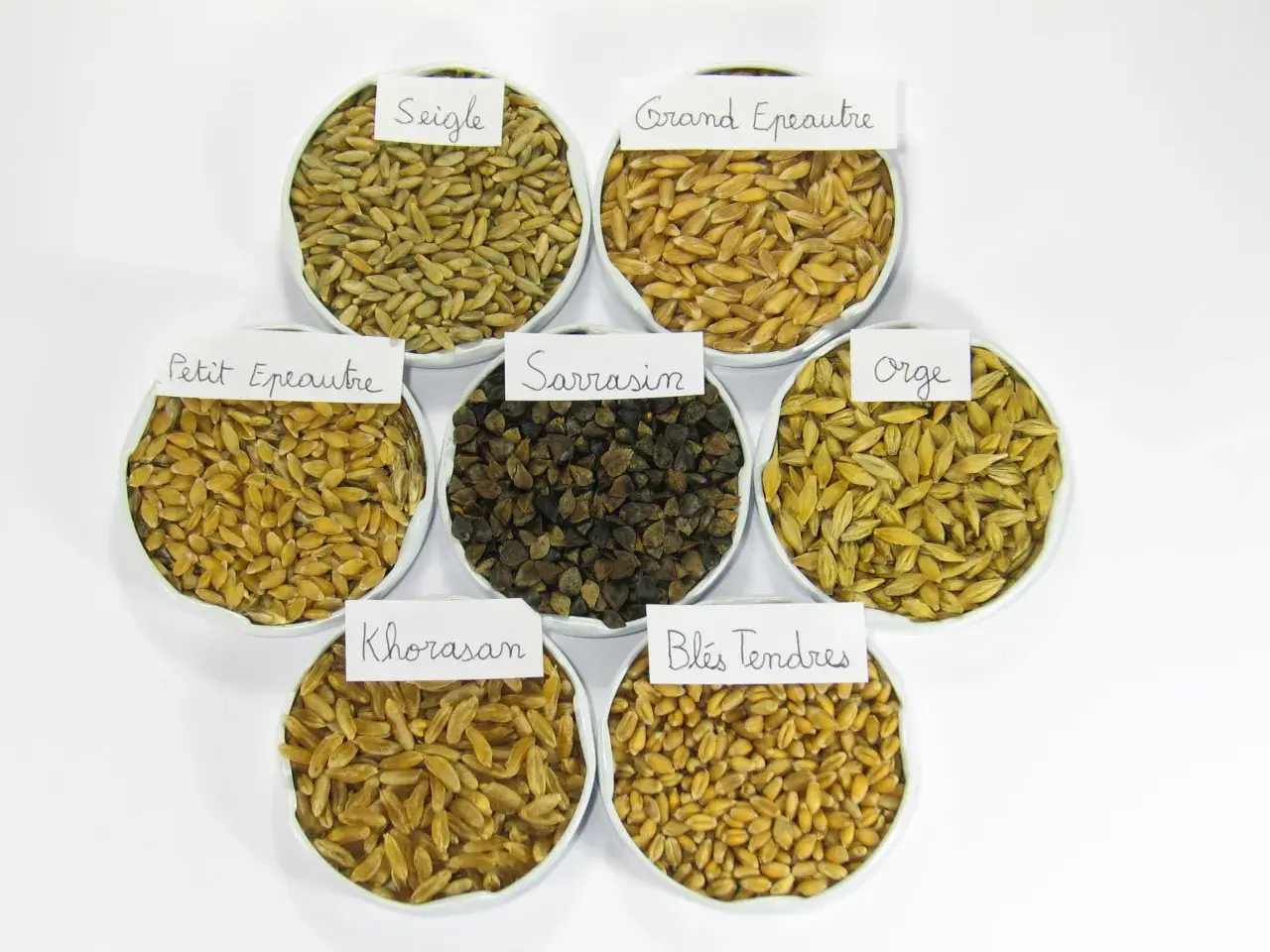 Sept coupelles présentent différentes variétés de céréales : seigle, grand épeautre, petit épeautre, sarrasin, orge, blés tendres et Khorasan.