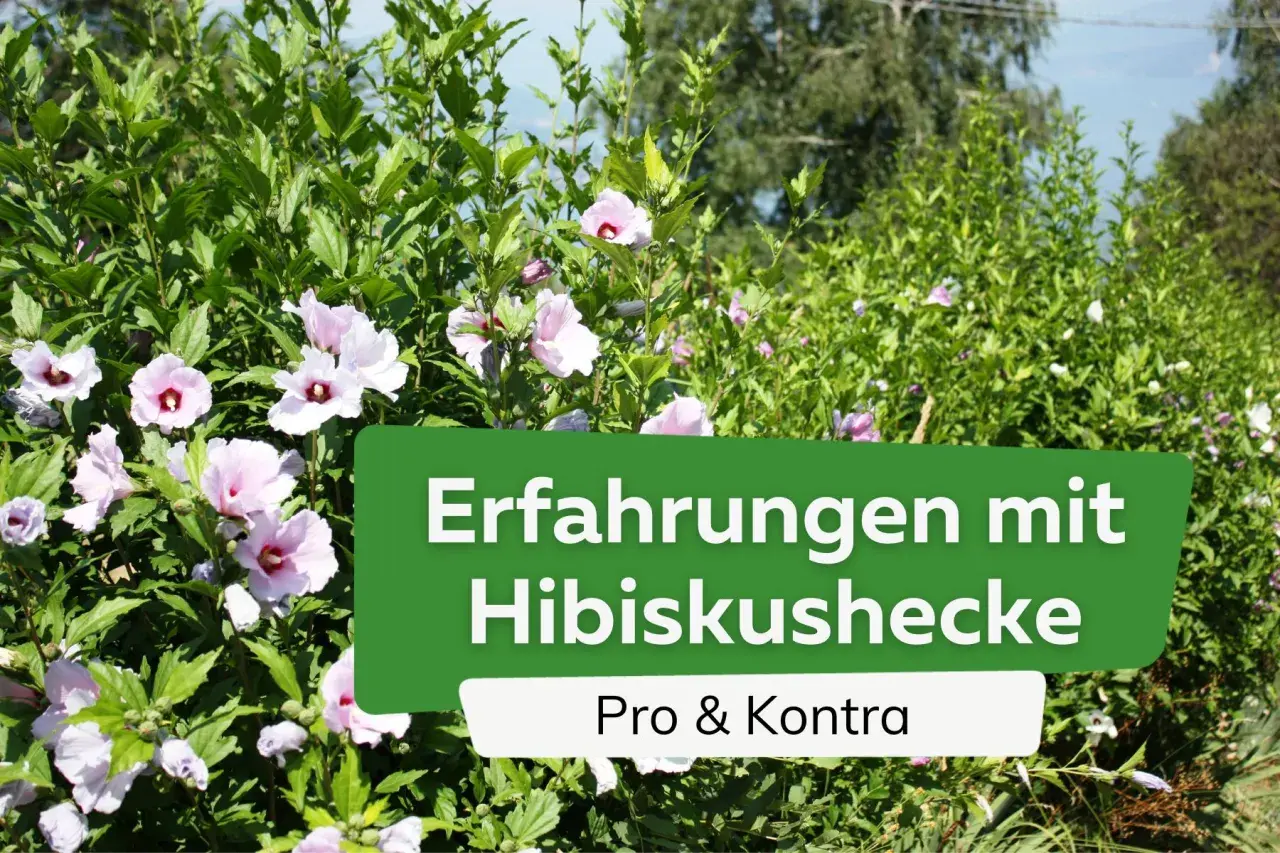 Blühende Hibiskushecke mit zarten rosa Blüten. Ein grünes Schild mit der Aufschrift "Erfahrungen mit Hibiskushecke" und "Pro & Kontra" ist im Vordergrund platziert.