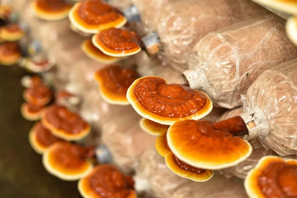 Rzędy błyszczących, pomarańczowo-brązowych grzybów reishi wyrastają z worków substratu.
